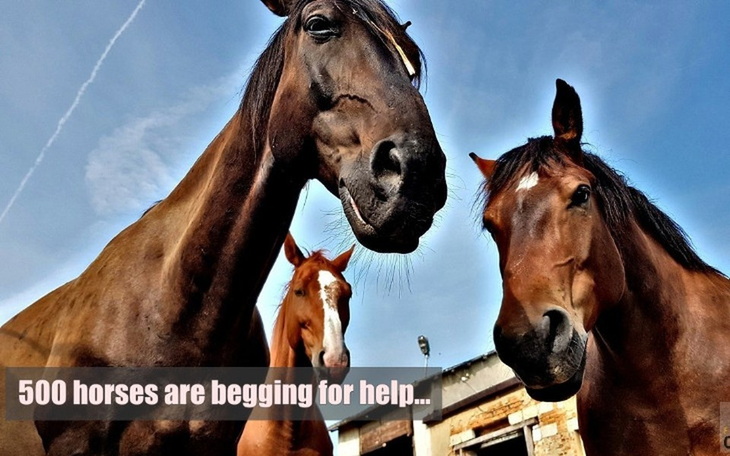 Zbiórka 500 horses are begging for help. - zdjęcie główne
