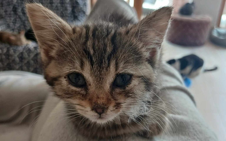 Zbiórka Lipcowe sieroty - zdjęcie główne