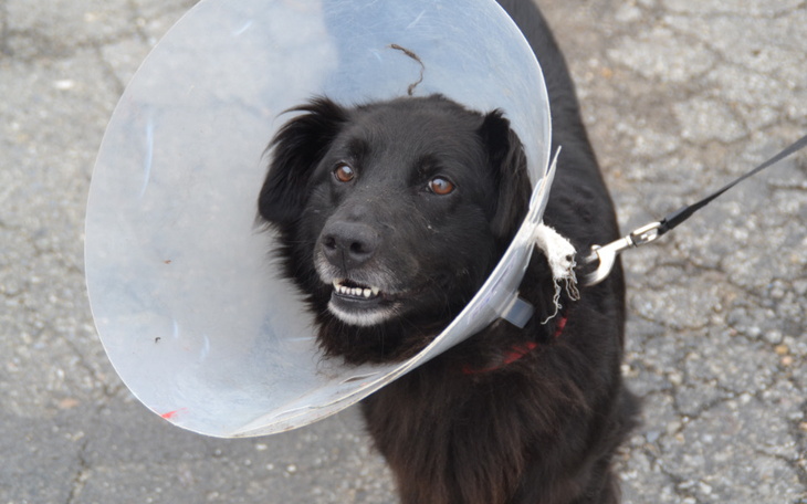 Zbiórka Majlo prosi o pomoc - zdjęcie główne