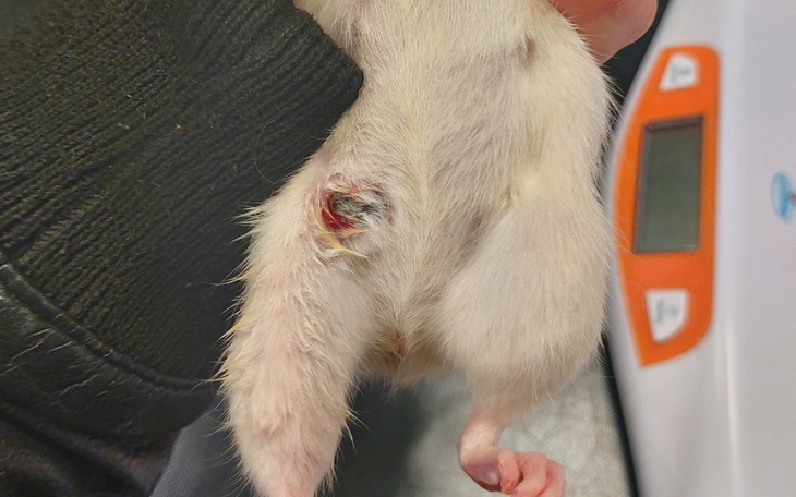 Zbiórka Na leczenie szczurzych samiczek - zdjęcie główne