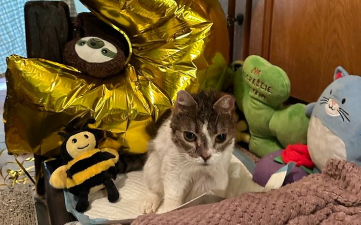 Kot siedzi wśród zabawek, wygląda na zadowolonego.