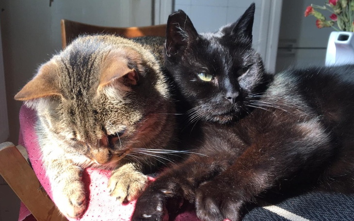 Zbiórka Na ratunek Muńkowi - operacja - zdjęcie główne