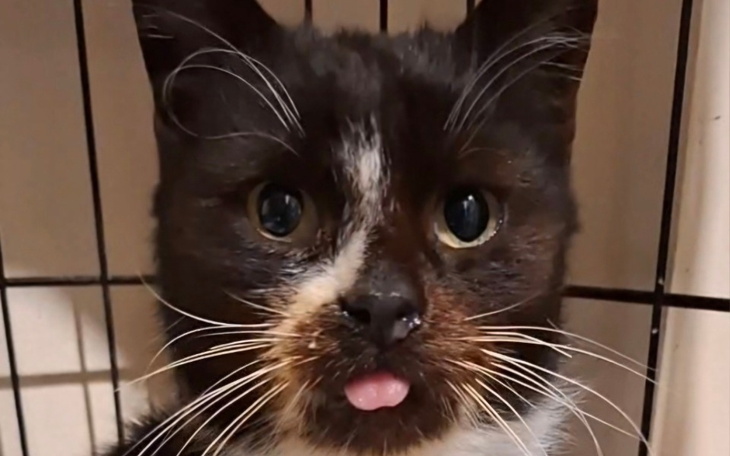 Kot z wystającym językiem, uroczy i zabawny.