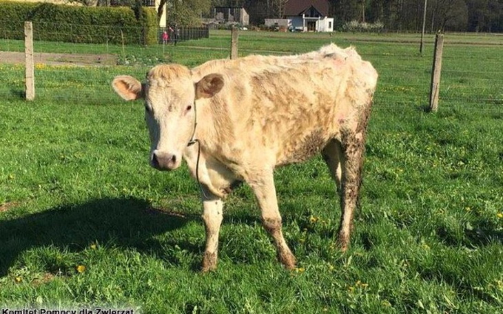 Krowa na zielonej łące, w otoczeniu natury.