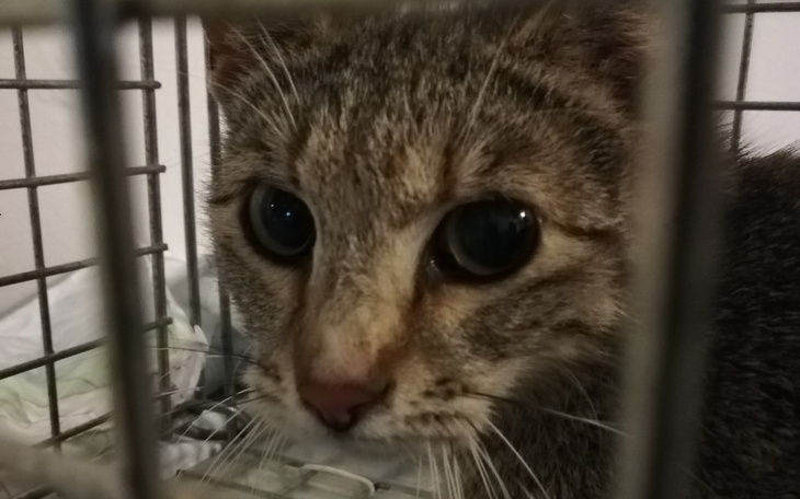 Zbiórka Zajączek, kastracja aborcyjna - zdjęcie główne