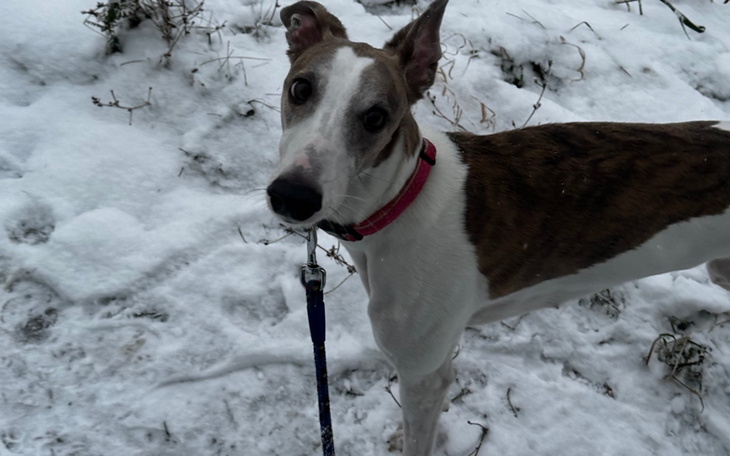 Pies rasy whippet na spacerze w śniegu.