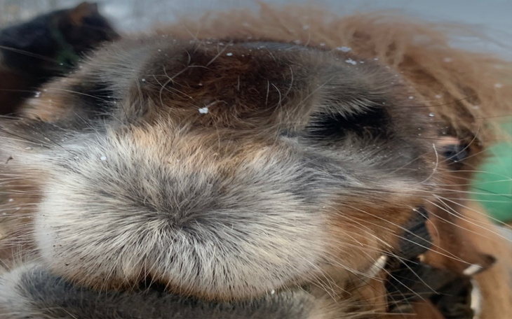 Zbiórka Ratujmy konie potrzebna przyczep - zdjęcie główne