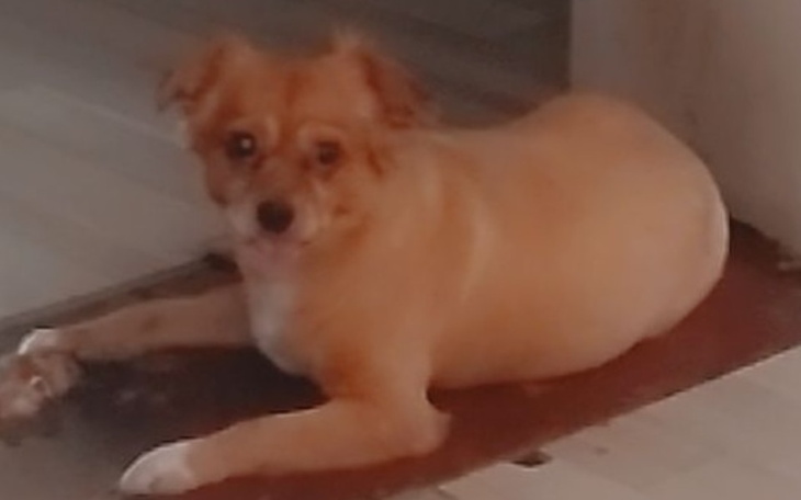 Zbiórka Operacja ściągnięcie zaćmy - zdjęcie główne