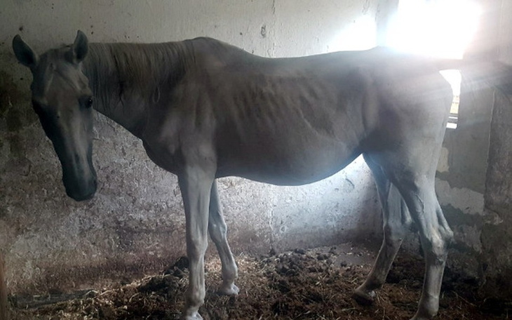 Zbiórka Uratuj Siwą - czas do jutra - zdjęcie główne