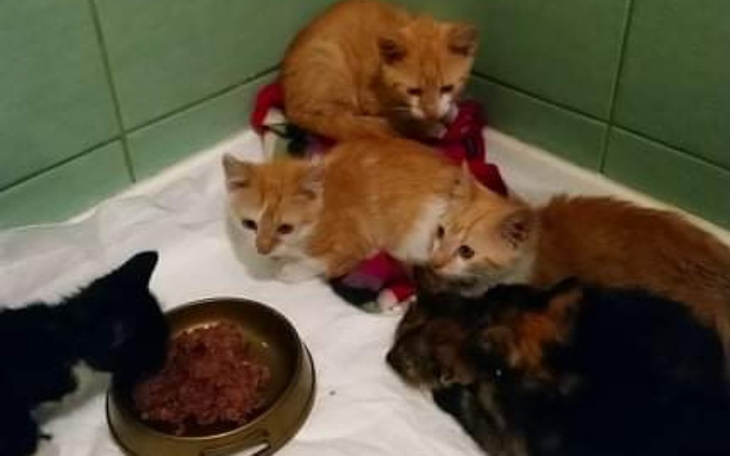 Zbiórka 24 kocięta proszą WAS o pomoc - zdjęcie główne