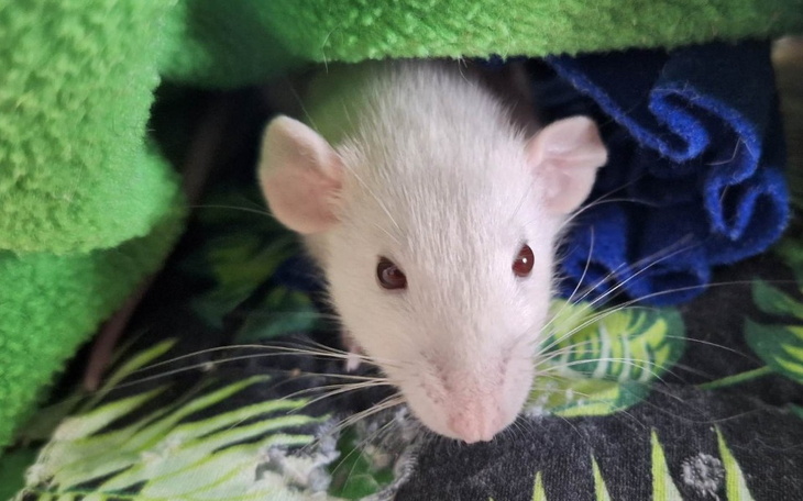 Zbiórka Willa Szczurna - zdjęcie główne