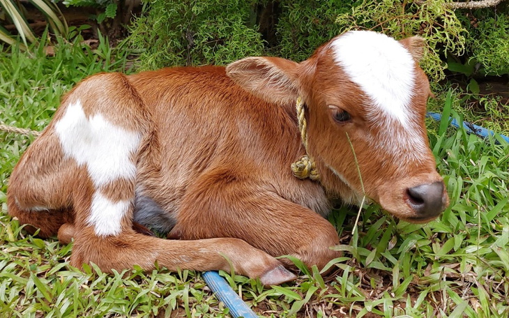 Zbiórka Wykarmić cielaka - zdjęcie główne