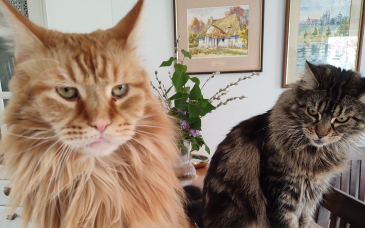 Zbiórka Pomoc dla Karmela i Fanty - zdjęcie główne