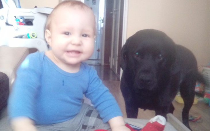 Zbiórka Operacja naszego Labradora - zdjęcie główne