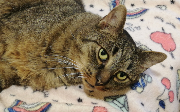 Zbiórka Suplementy dla Teosia - zdjęcie główne