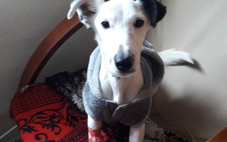 Zbiórka Pomoc dla bardzo chorego pieska - zdjęcie główne