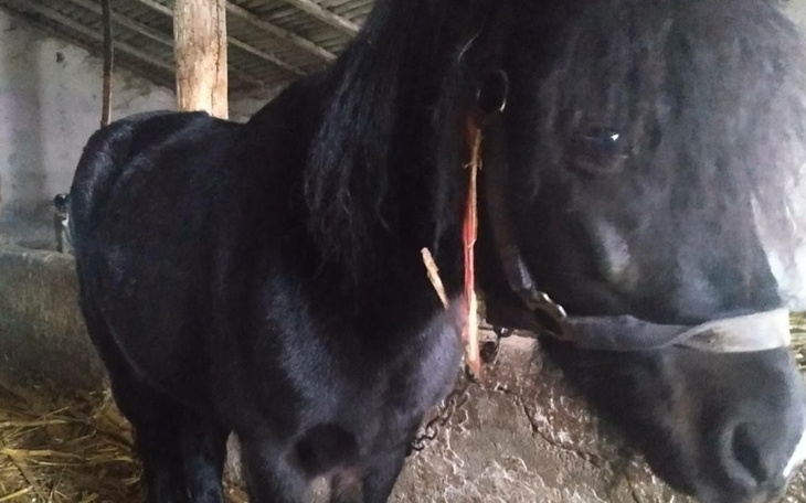 Czarny koń z długą grzywą, stojący w stajni.