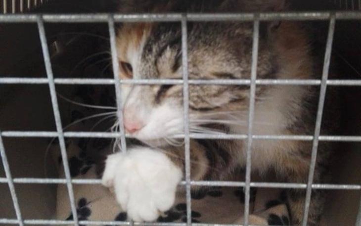 Zbiórka Zbieramy na chore koty,pomożesz - zdjęcie główne