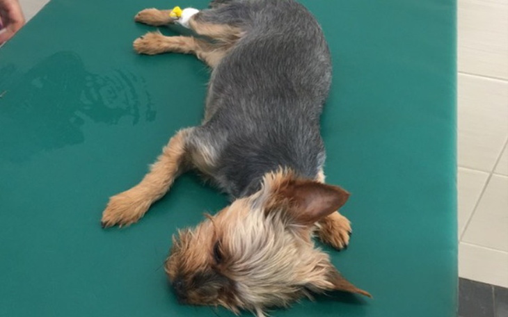 Zbiórka Gacuś prosi o lepsze życie - zdjęcie główne