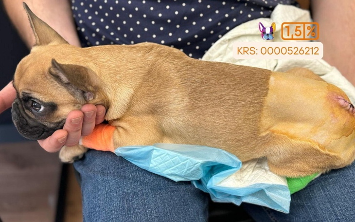 Mały piesek w kolorowym kocyku, trzymany na rękach.