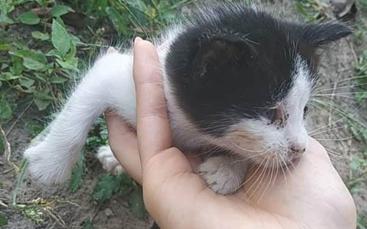 Zbiórka Hania chce żyć bez bólu - zdjęcie główne