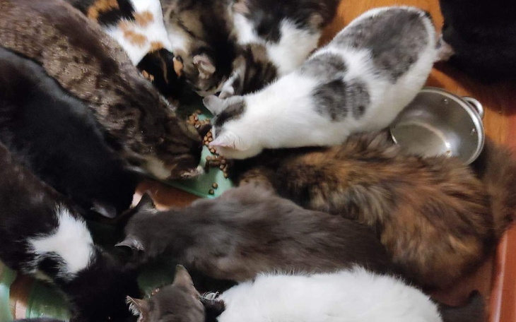 Zbiórka Mokra karmę dla kociąt - zdjęcie główne