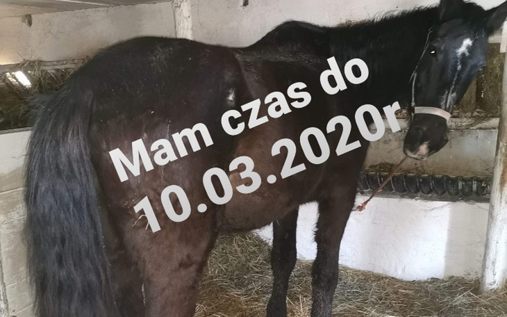 Zbiórka Moje życie oddane w ręce rzeźni - zdjęcie główne