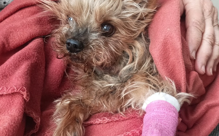 Zbiórka Dla naszego członka rodziny - zdjęcie główne