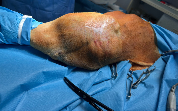 Zwierzę na stole operacyjnym w szpitalu weterynaryjnym.