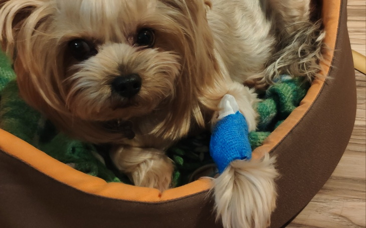 Zbiórka Operacja na dwóch tylnych łapach - zdjęcie główne