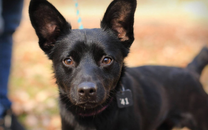 Zbiórka Operacja Aro - zdjęcie główne