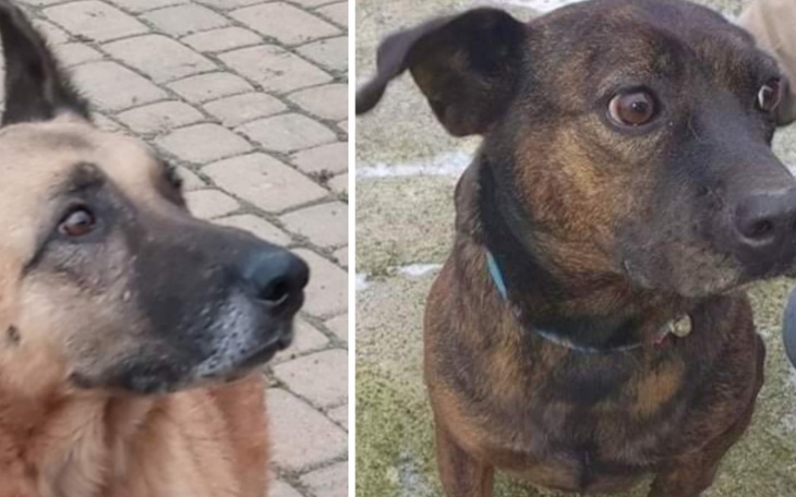 Zbiórka Na hotele dla niechcianych psów - zdjęcie główne