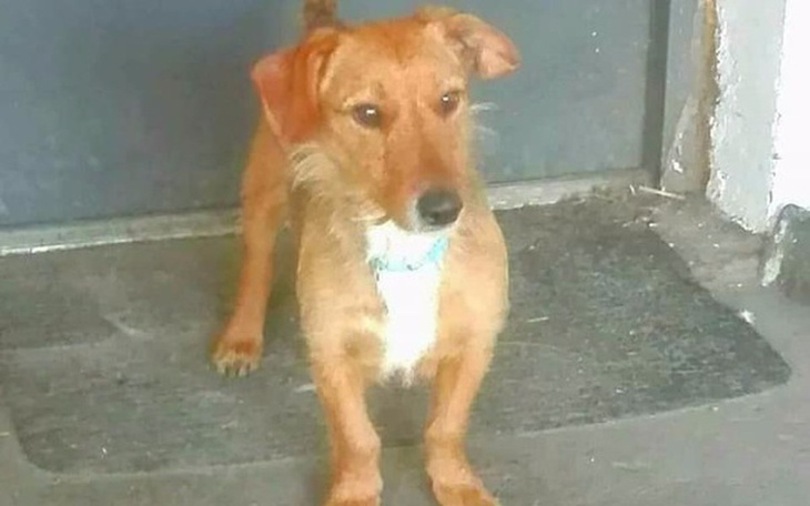 Zbiórka Powrót z adopcji - zdjęcie główne