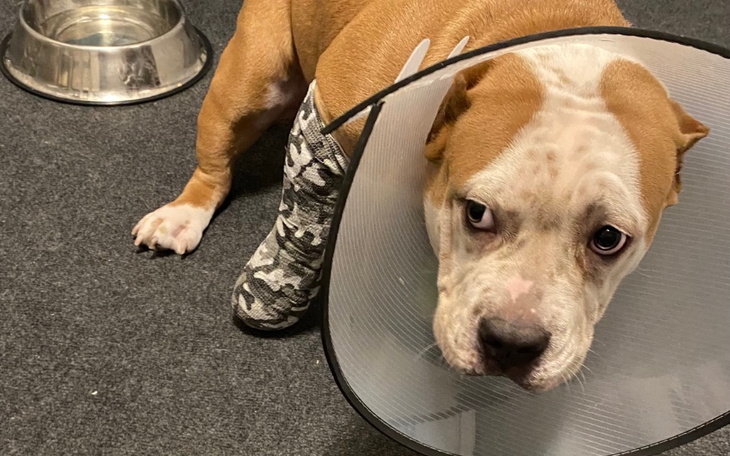 Pies w kołnierzu ochronnym, wygląda na zmartwionego.