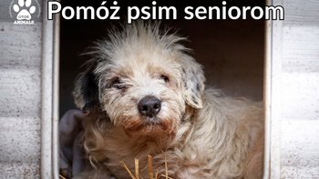 Zbiórka Pomóż psim seniorom - miniaturka zdjęcia