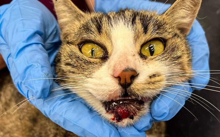 Zbiórka Potrącona Stłuczka prosi o pomoc - zdjęcie główne