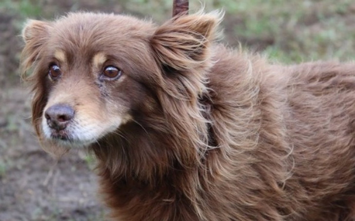 Pies z brązowym futrem, patrzący z niepewnością.