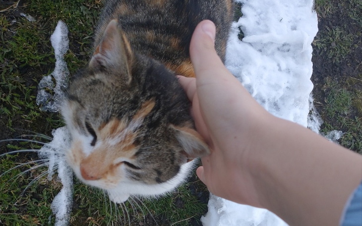 Zbiórka Na operację dla kotka Kitki - zdjęcie główne