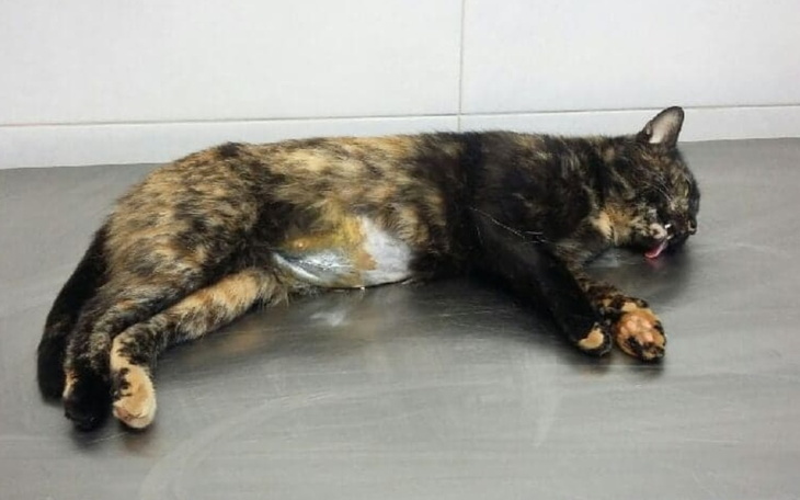 Zbiórka Bezdomność można wykastrować - zdjęcie główne