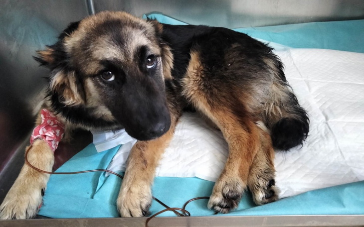 Zbiórka Uratuj jej życie. - zdjęcie główne