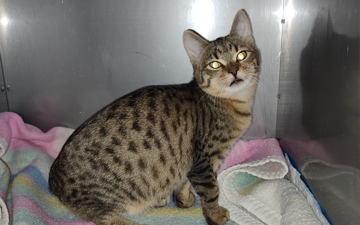 Kot z plamkami, siedzący na kocu w klatce.