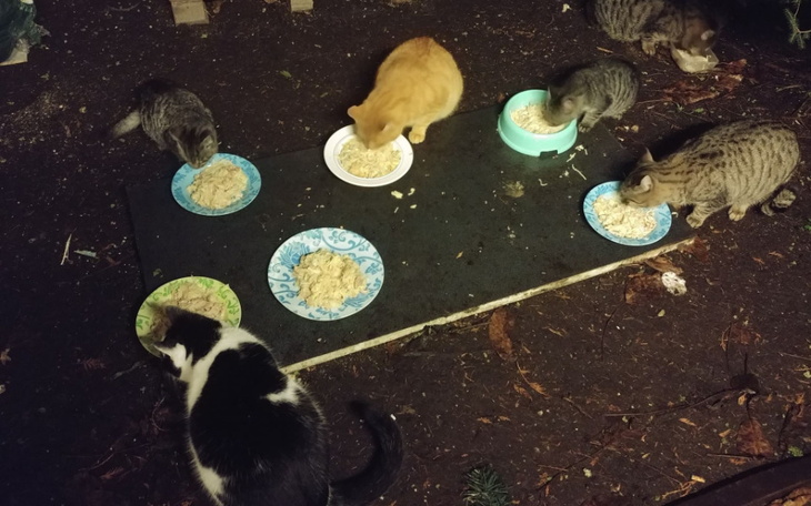 Zbiórka Pomóż im przetrwać kolejną zimę - zdjęcie główne