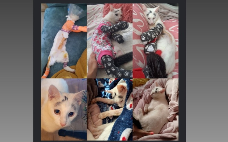 Zbiórka Kajtuś prosi o pomoc - zdjęcie główne