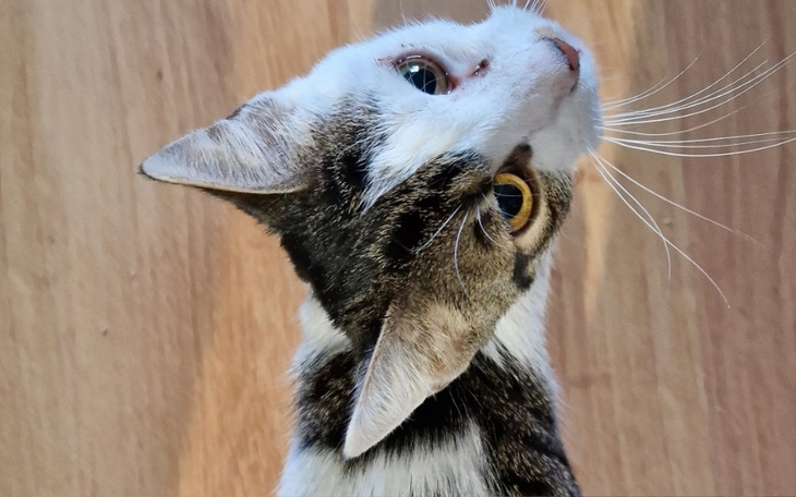 Zbiórka Na leki ratujące życie kotów - zdjęcie główne