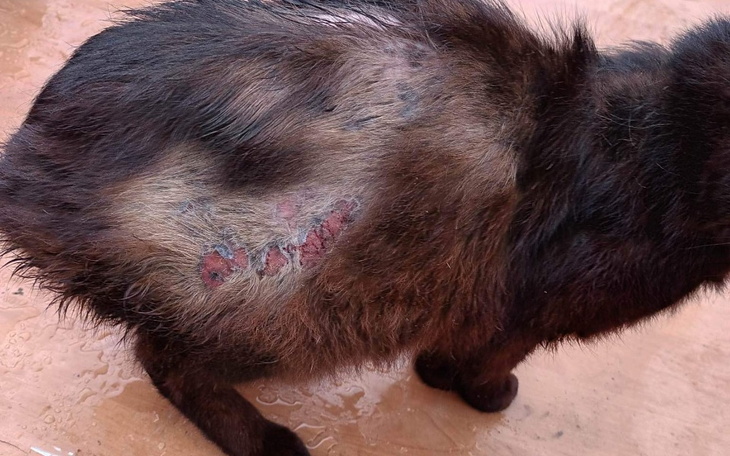 Zbiórka Zbiórka na leczenie KOTY - zdjęcie główne