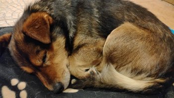 Zbiórka Pomóż Fartowi żyć bez bólu - miniaturka zdjęcia