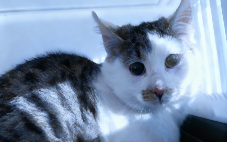 Kot z dużymi oczami, siedzący w jasnym miejscu.