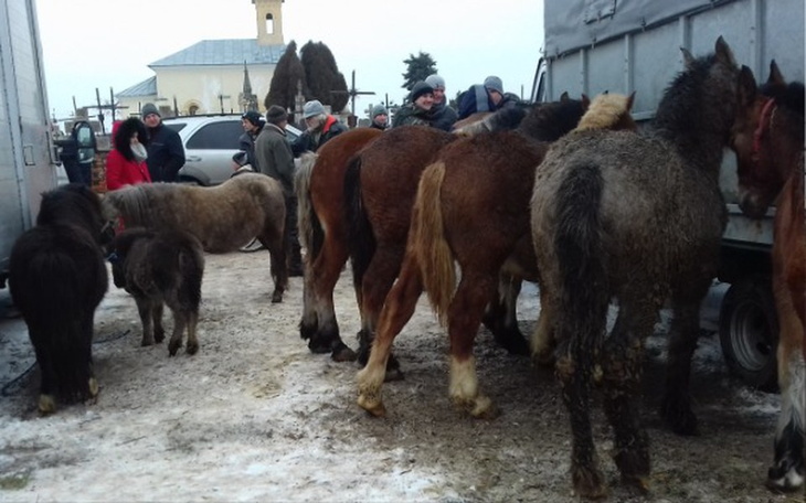 Zbiórka Stop targom zwierząt! #żywytowar - zdjęcie główne