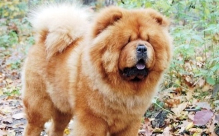 Zbiórka Kontuzja tylnoch nóg mojgo psa - zdjęcie główne