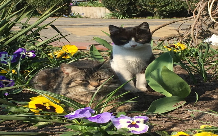 Zbiórka Zrzutka dla bezdomnych zwierząt - zdjęcie główne